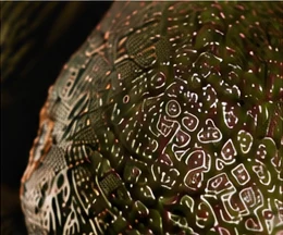 Avocado texture