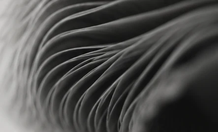 Abstract black and white natural texture